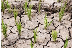 WEATHER FORECASTING FOR FARMING