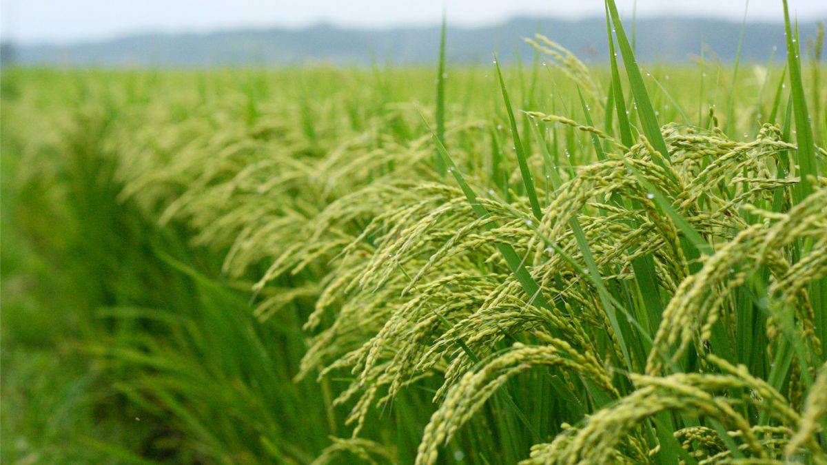 THE EXPORT POTENTIAL OF RICE PRODUCTION IN NIGERIA
