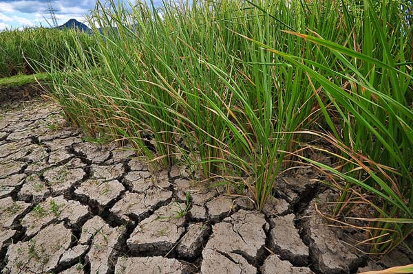 THE IMPACT OF CLIMATE CHANGE ON RICE PRODUCTION