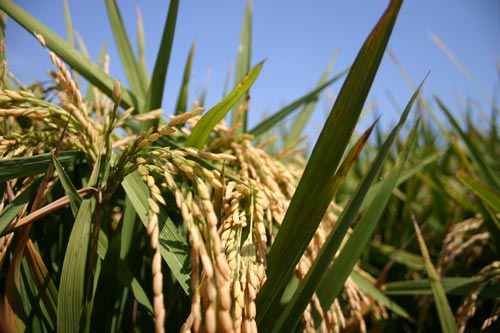 THE ECONOMICS OF RICE PRODUCTION