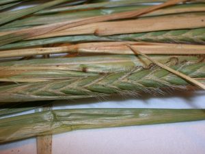 unnamed (1) Spear Grass: A Major Threat to Rice Production