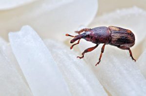 RICE WEEVIL: The Most Destructive Pests of Stored Grain RICE WEEVIL: The Most Destructive Pests of Stored Grain