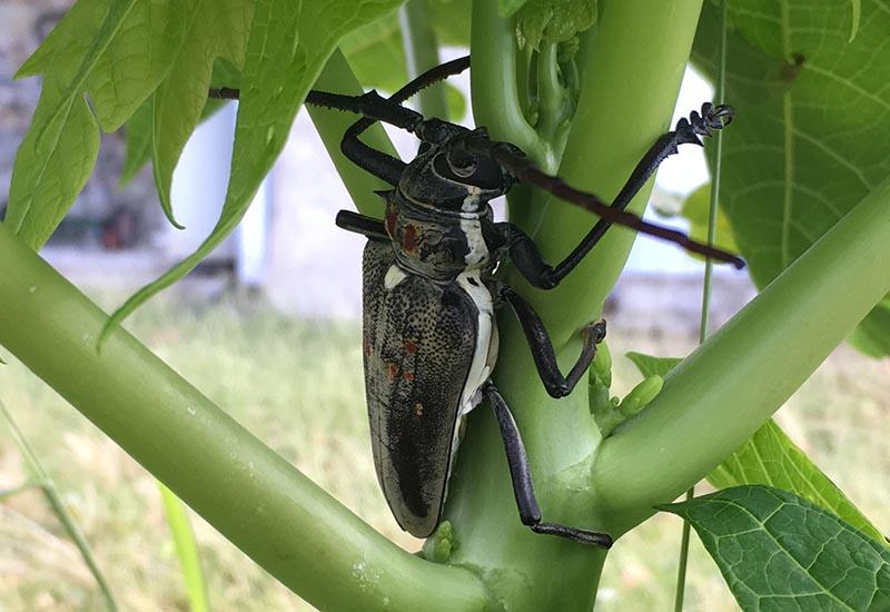 STEM BORER: PROFIT DRILLER IN RICE PRODUCTION.